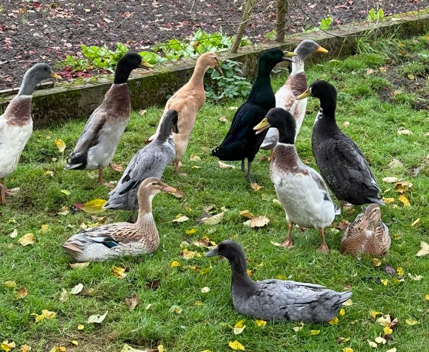 Pisklęta biegus indyjski