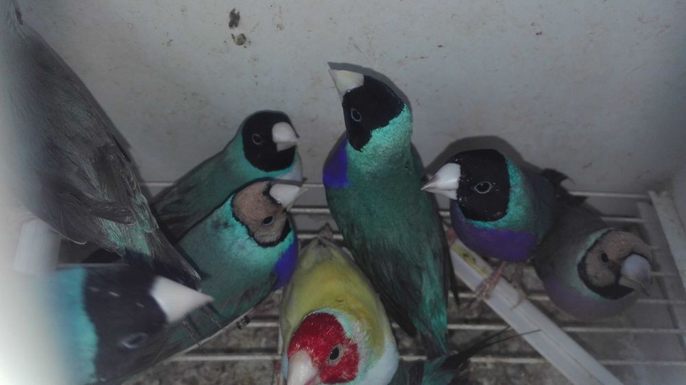 Troco 300 diamantes gould