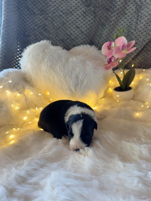 Pies  Border collie