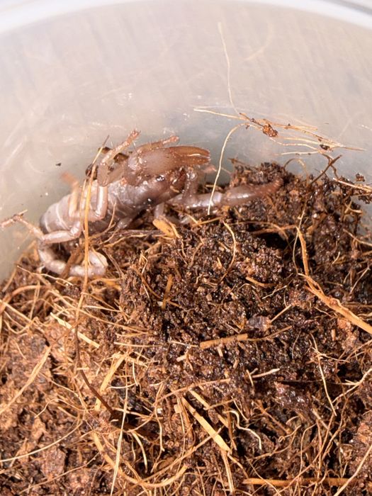 Javanometrus cyaneus – młode z własnego rozrodu