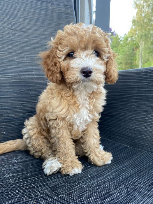 *Zarezerwowana* Milka Cavapoo F1B Pudel Miniaturowy & Cavapoo