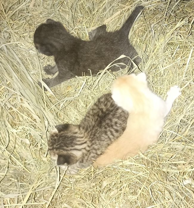 ВІДДАМО кошенят у добрі руки!