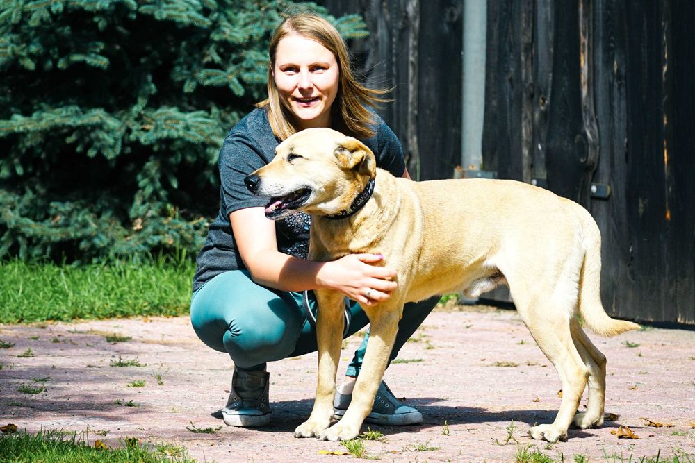 IDEAŁ - piękny psiak w typie labradora