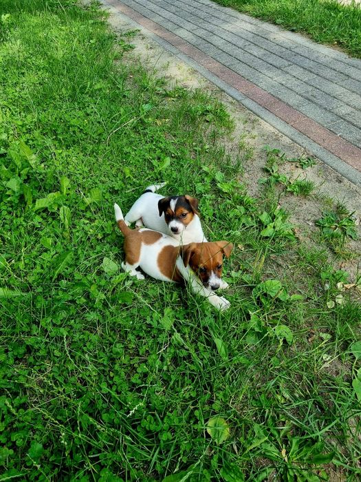 Jack Russell terrier- szczenię