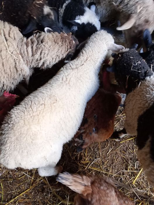 Borregos.              .