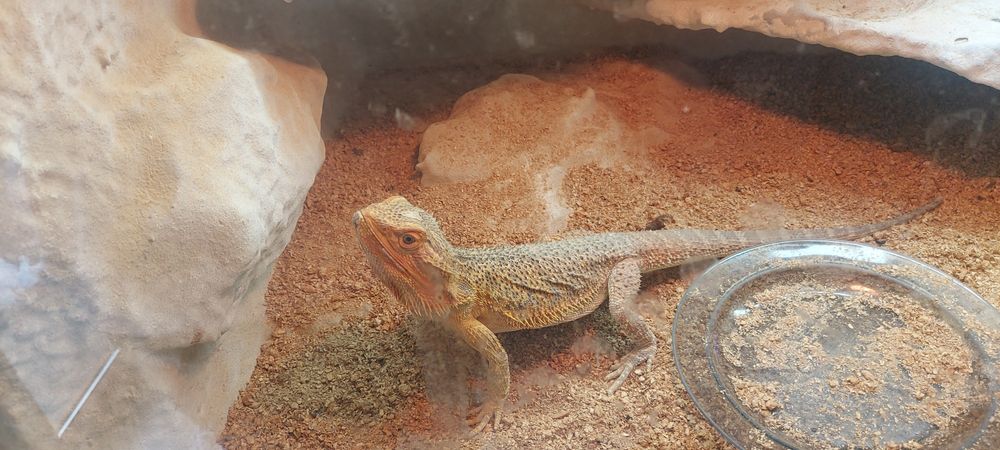 Agama kompletne terarium