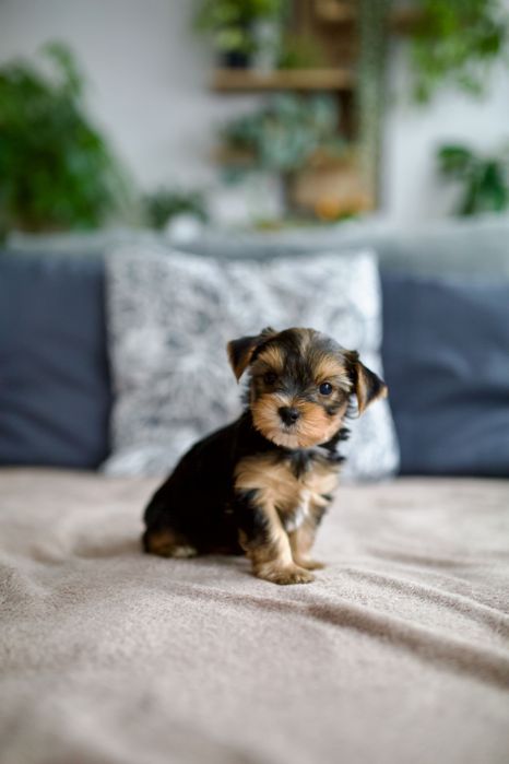 Yorkshire Terrier z rodowodem