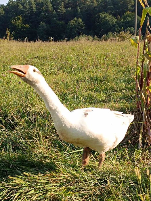Продам гуси, на розведення