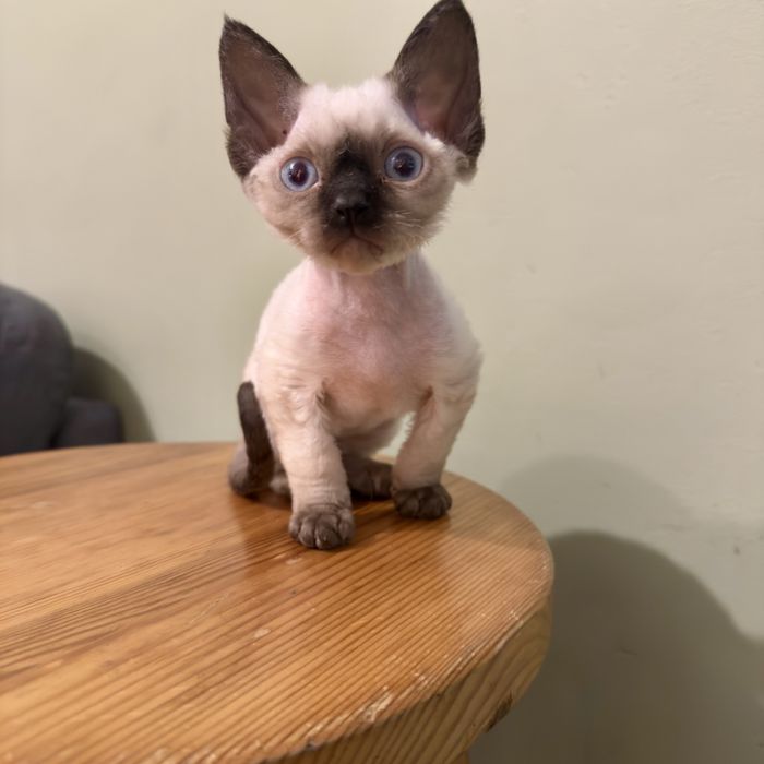 Kocurek Devon Rex