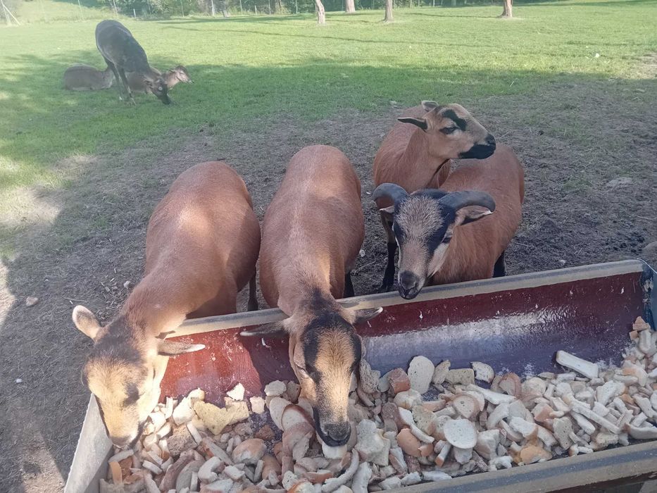 Owieczka i baranek