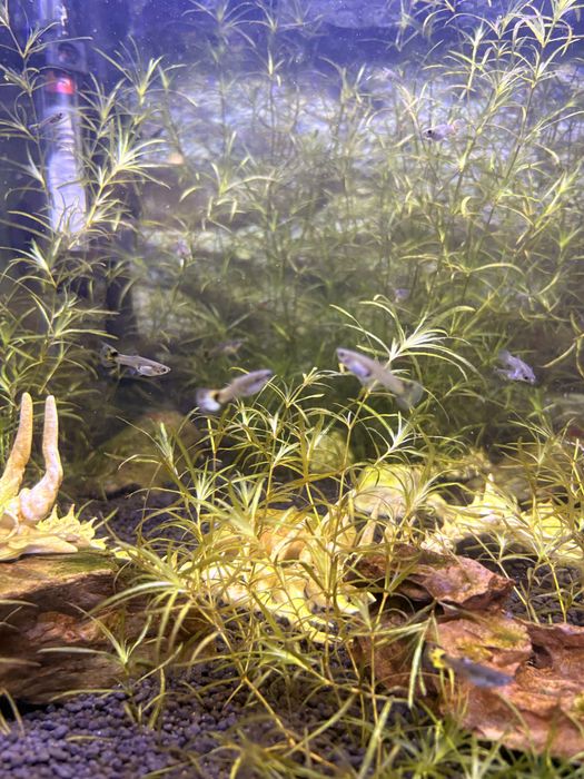 Guppy surtidos amarelo e laranja