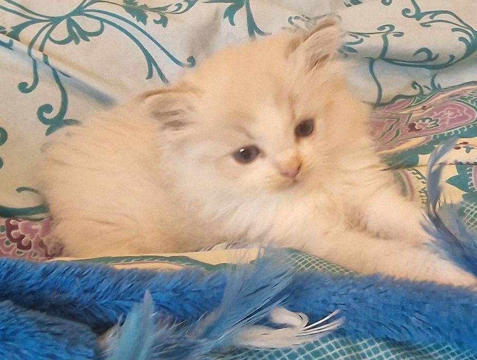 Kocięta ragdoll z  rodowodem FIFE.
