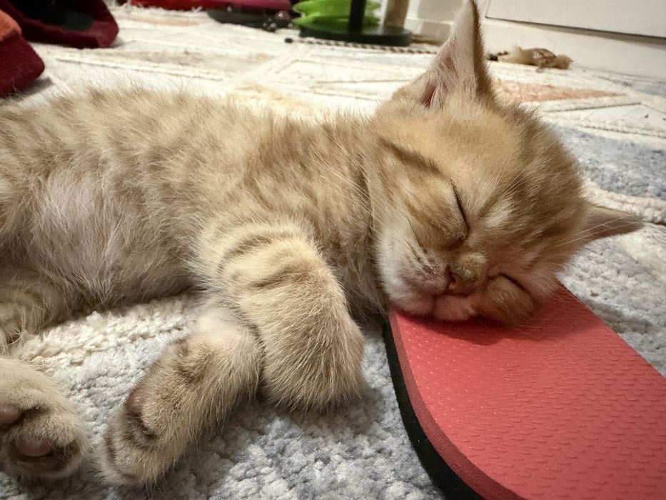 Gatinho British golden tabby