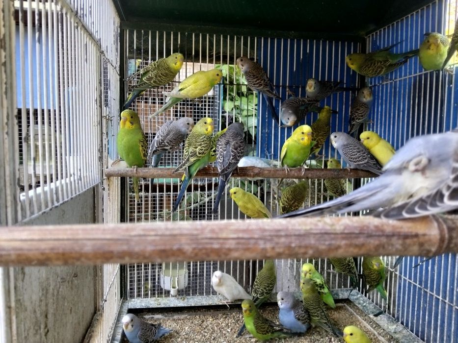 Várias Aves disponíveis
