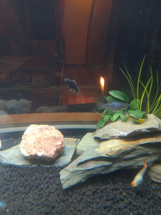 Ofereço Peixe Espada/Swordtail