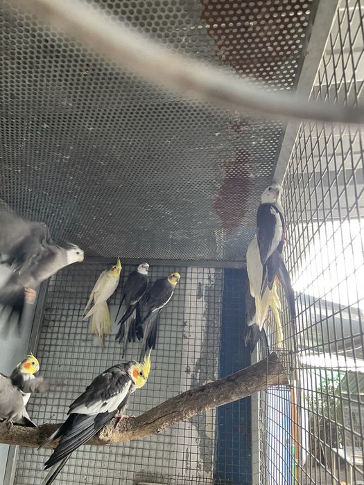 Caturras para reproducao