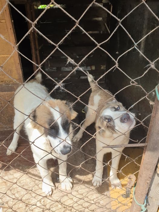 Продам щенков Среднеазиатская овчарка