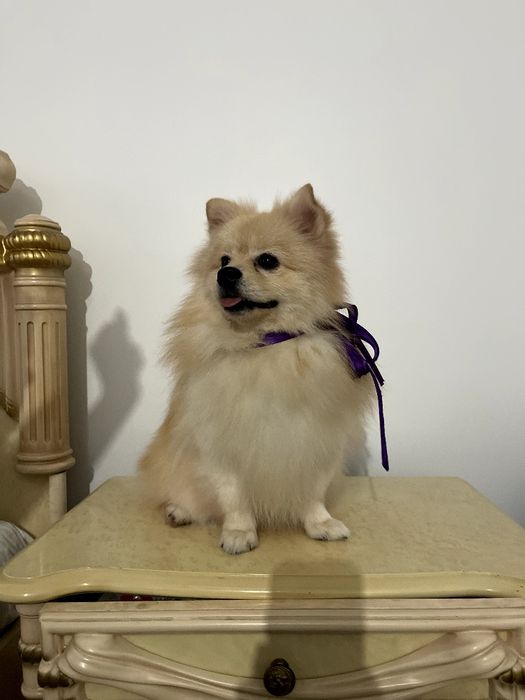 Ексклюзивні хлопчики Померанські шпіци з ідеальним характером