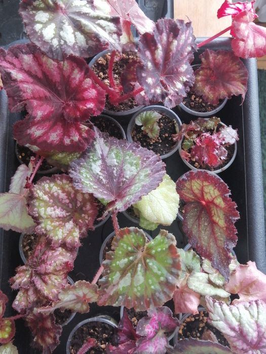 Продам  декоративно-лиственные бегонии.