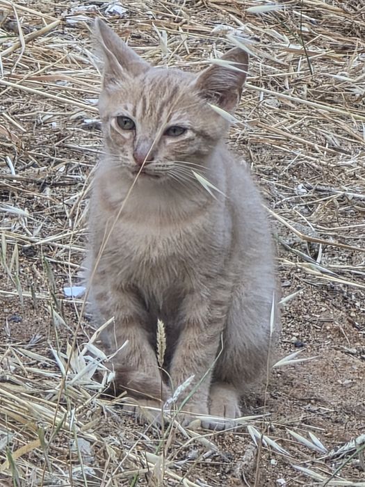 Gatinhos  para adoção