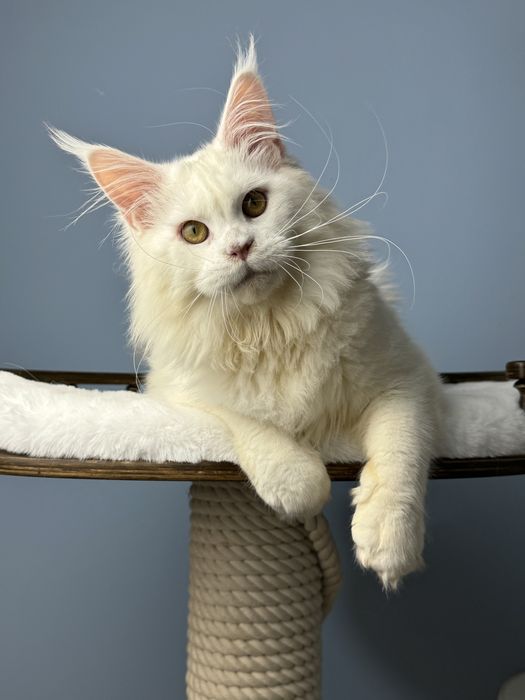 Девочка мейн кун белый окрас крупная элитная линия меховая