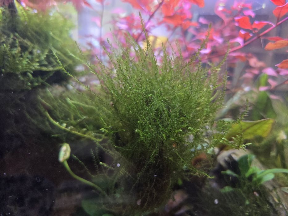 Plantas de aquário