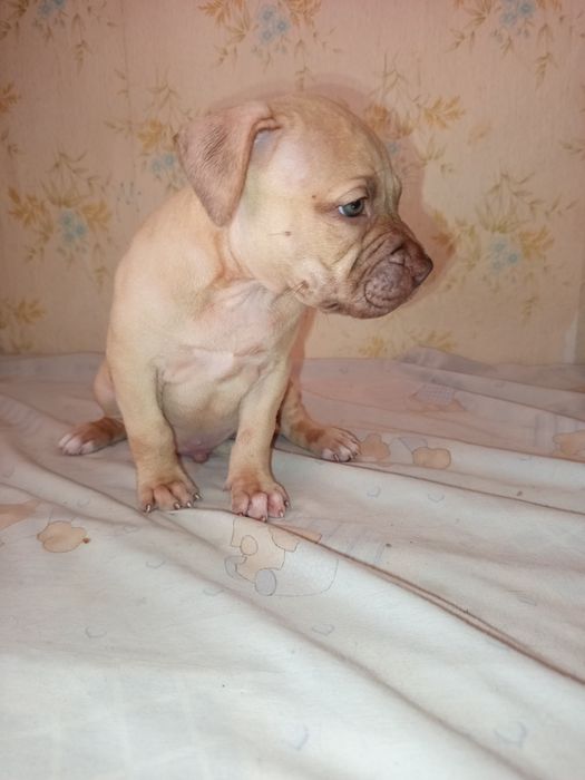 Американский питбуль ищет дом