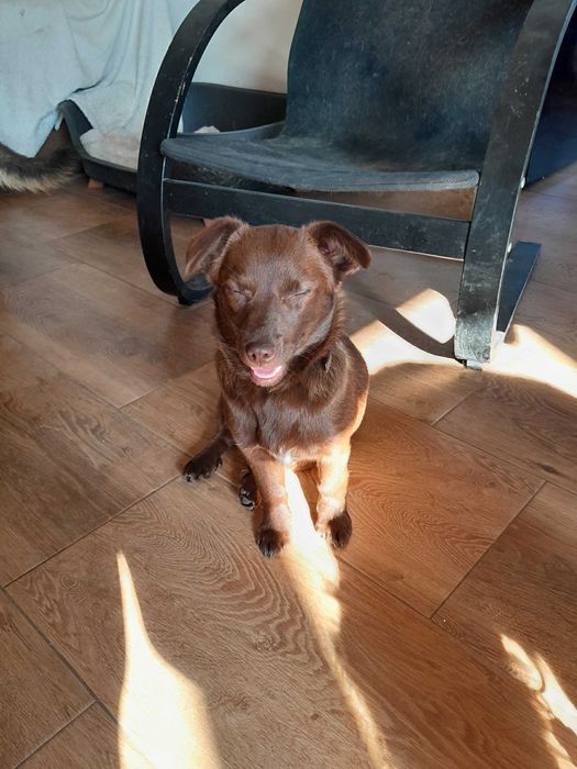 Czekoladowa Mimi  -  prawie roczna sunia czeka na swój dom