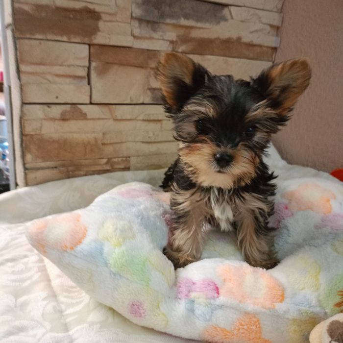 Yorkshire terrier carier - piesek