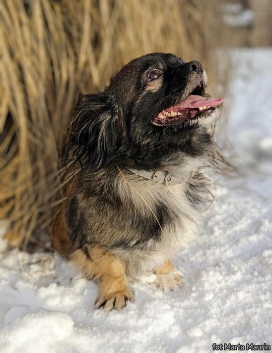 PEKINKA - szuka wyjątkowego Domu