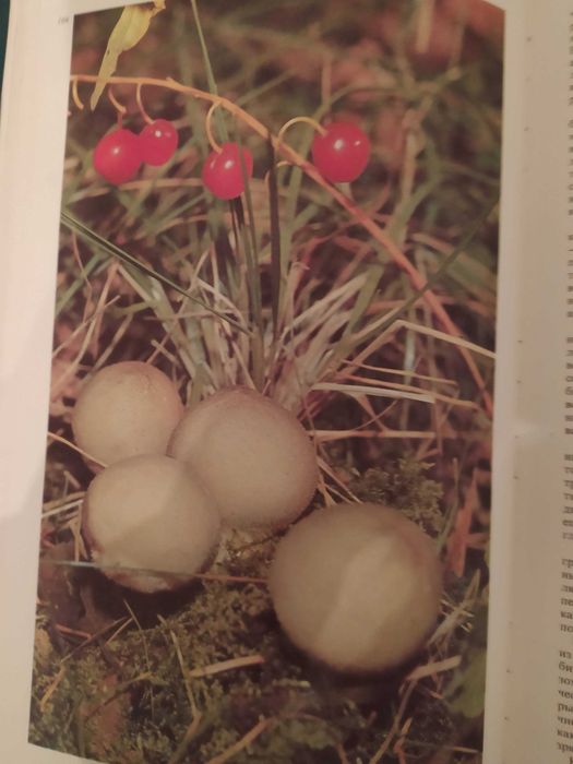 Дары Природы. Травы, ягоды,грибы. Аксенова, Цветкова