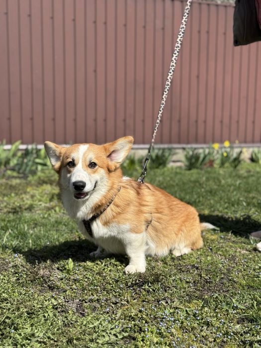 Хлопчик коргі пемброк!