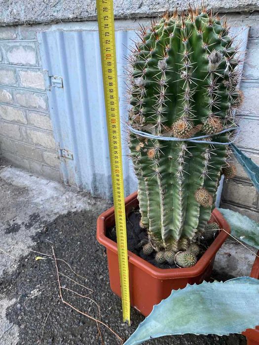 продам кактус ехінопсіс гострогранний