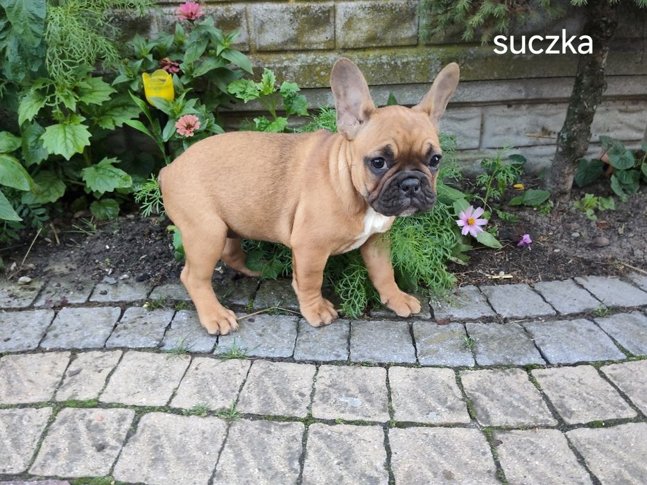 Buldog francuski szczenię