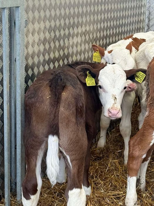 Cielęta mięsne – zdrowe, gotowe do chowu