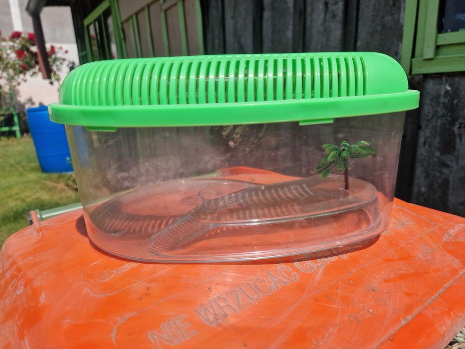 terrarium z przykryciem dla żółwia Happet