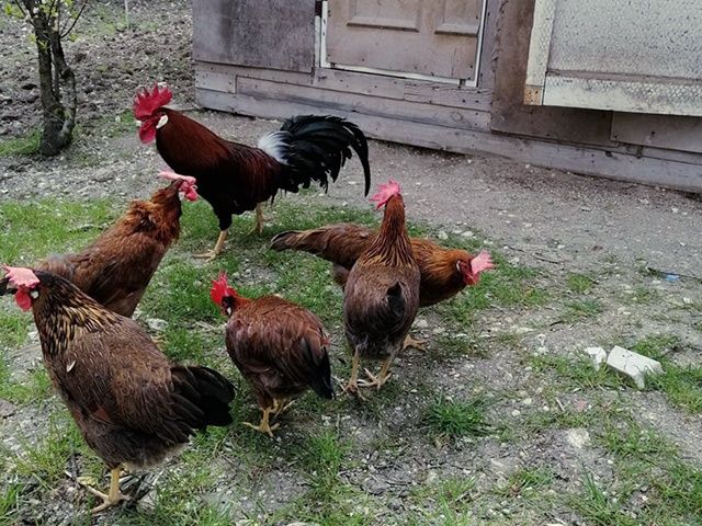 Яйце інкубаційне,курчата, Леггорн лавандовий, куріпчастий, спліш.