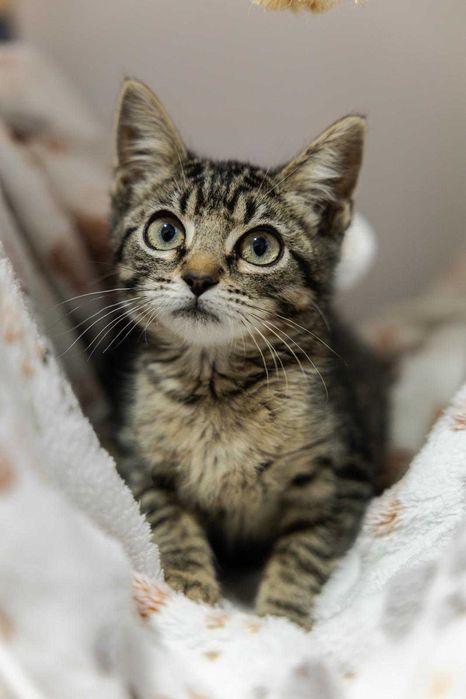 Gatas bebés fêmeas para adoção responsável