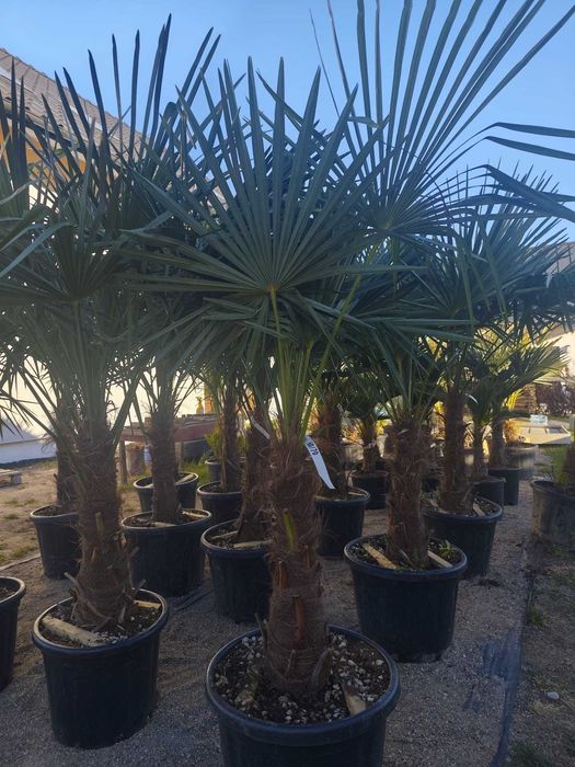 Palma Trachycarpus Fortunei