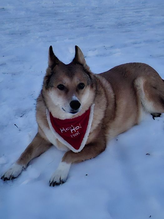 Продам ошийник новогодній