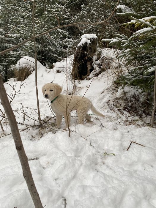 Голден ретривер (цуценята)
