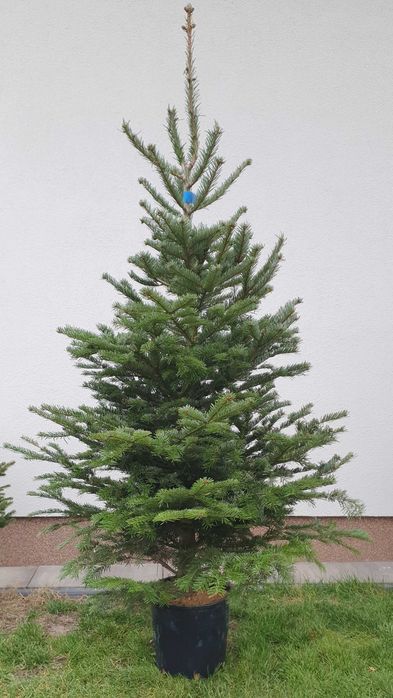 Choinka Żywa Jodła Kaukaska Świerk Cięta W Doniczce PLANTACJA RADOM