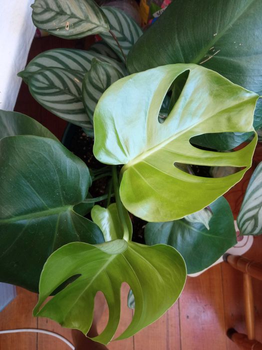 Monstera deliciosa, Costela-de-Adão
