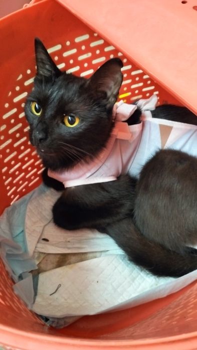 Кастрований котик в добрі руки