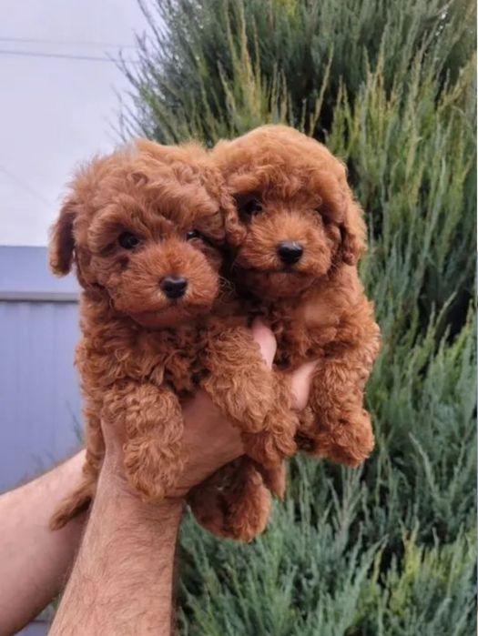 Хлопчики той пудель, найкращій подарунок