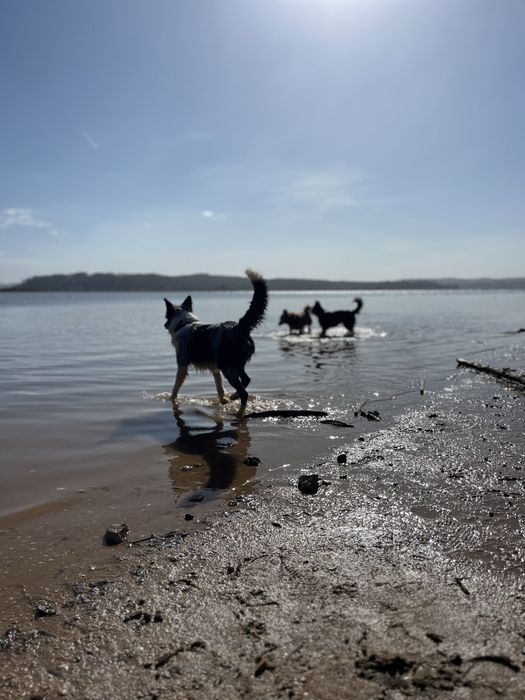 Pet Sitting & Pet Walking