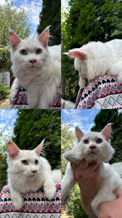 Ексклюзивні лінії, розкішний типаж дівчата та хлопчики мейн кун 5 міся