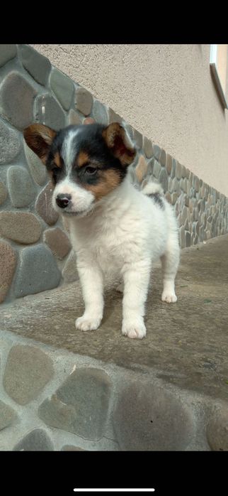 2 цуцики в хороші руки