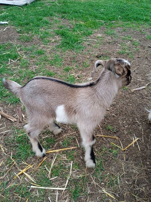 Молочные козочки ламанча