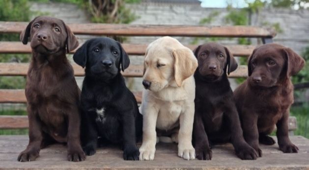 Біла дівчинка Лабрадор Ретривер Доставка в Німеччину